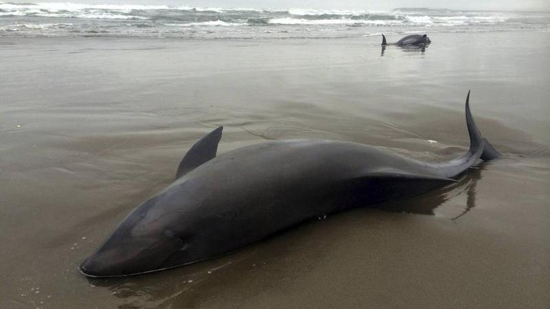 Delfines varados en playa de Panamá (Imagen: EFE)