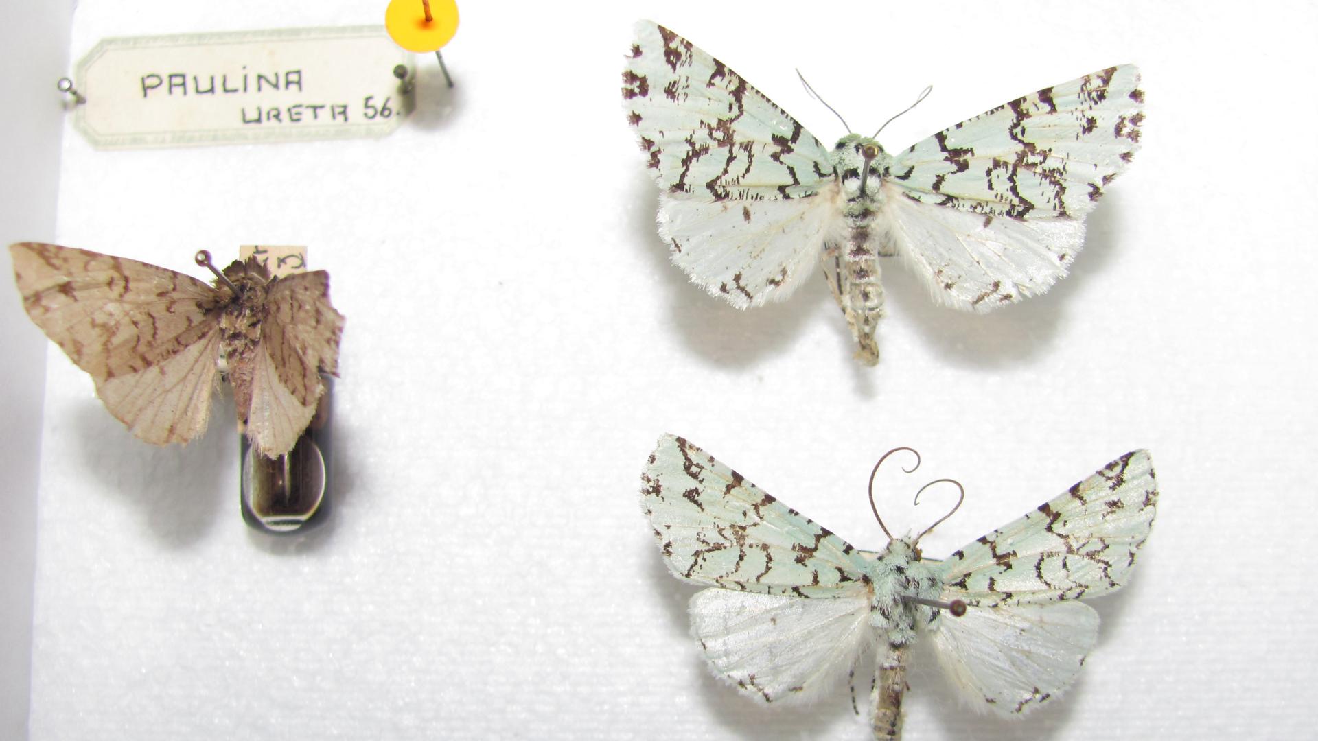 Ejemplares de Leucolithodes paulina (Ureta, 1956), de la Colección Nacional de Lepidoptera (Museo Nacional de Historia Natural, Santiago).
