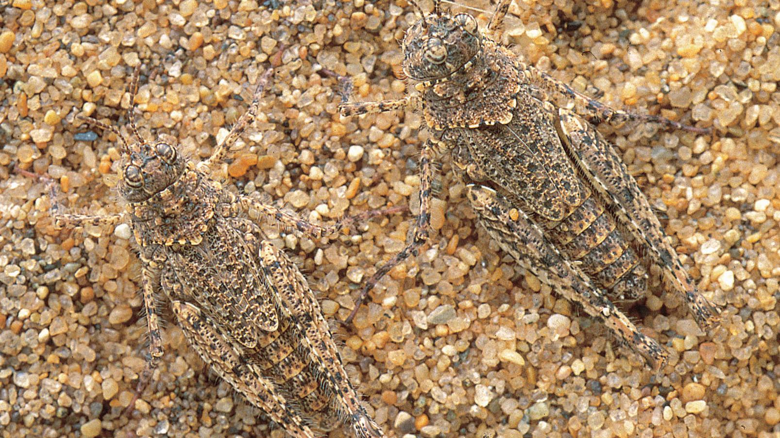 Dos Tetrixocephalus chilensis machos en las dunas de Concón.
