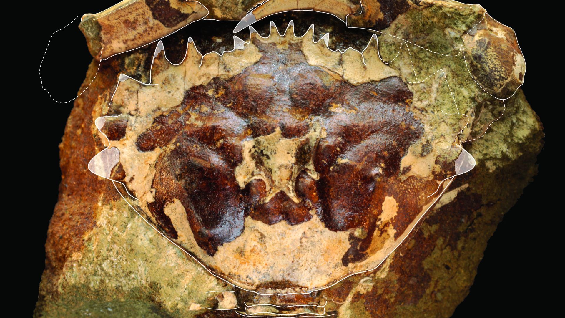 Cangrejo fósil de Loanco, cf. Minohellenus araucanus (Phillipi, 1887), uno de los materiales bajo este estudio. El ejemplar tendría cerca de 45 millones de años.