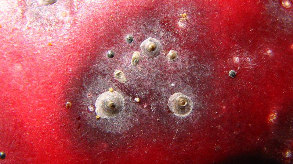 Escama de San José (Quadraspidiotus per­niciosus) sobre fruto de manzano.