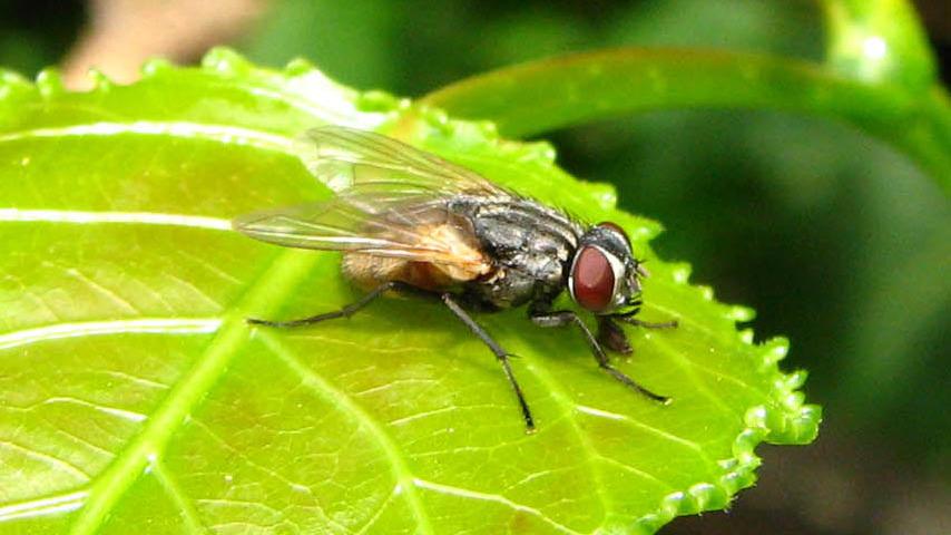 La humedad y las altas temperaturas favorecen el desarrollo de moscas.