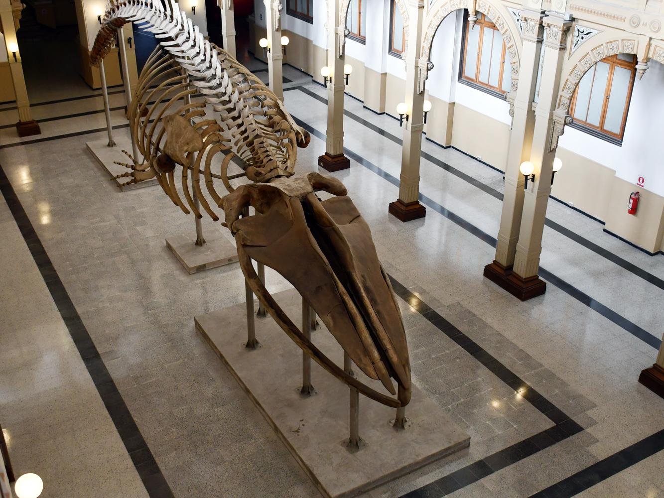 Esqueleto de ballena sei 
