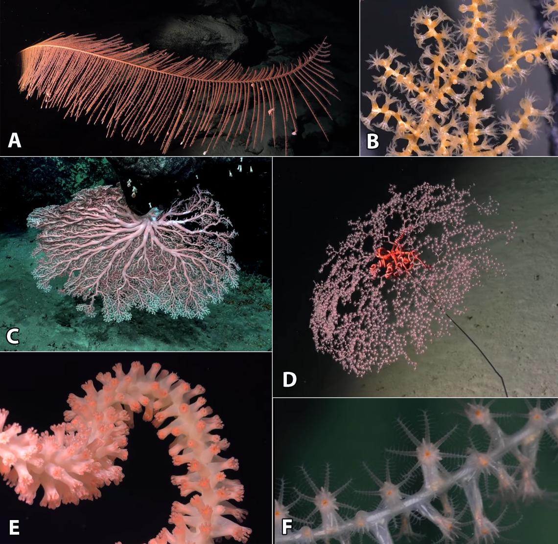 Figura 3 diversidad de corales observados durante las inmersiones del ROV SuBastian. A género Bathypathes. B coral de la familia Plexauridae. C género Madrepora o Corallium. D, género Metallogorgia. E y F corales de la familia Isididae.  