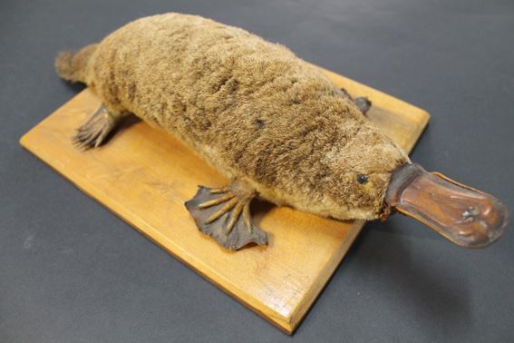Un mamífero que pone huevos, produce veneno y detecta electricidad | Museo  Nacional de Historia Natural