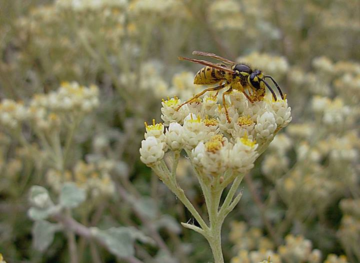 Introducción de insectos y medio ambiente | Museo Nacional de Historia