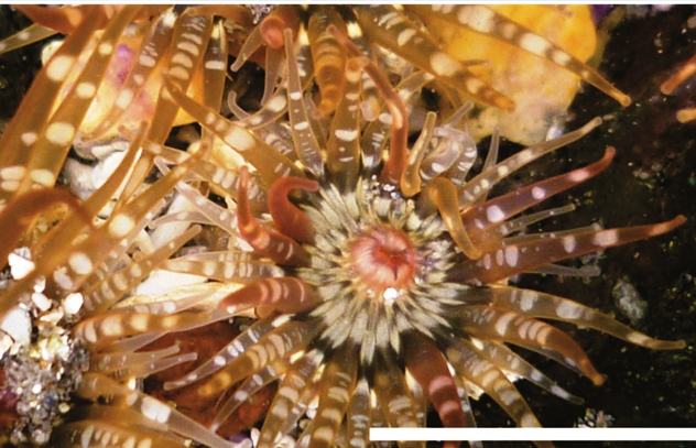 Una nueva especie de anémona de mar chilena en el MNHN | Museo Nacional ...