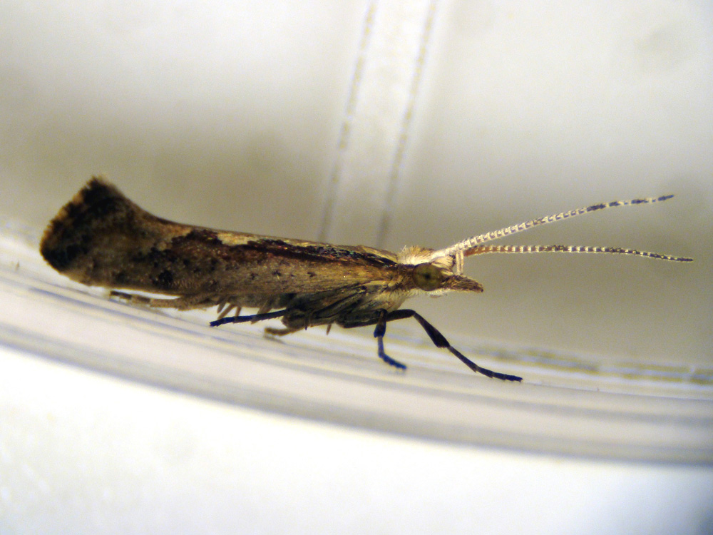 La polilla de la col, Plutella xylostella | Museo Nacional de Historia ...