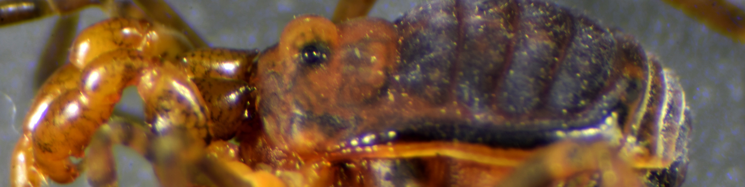 Taxonomía de Invertebrados Chilenos 8 el género Osornogyndes