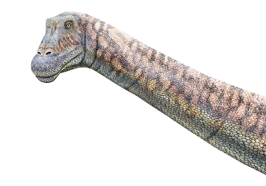 Un nuevo dinosaurio para Chile | Museo Nacional de Historia Natural Un nuevo dinosaurio para Chile | Museo Nacional de Historia Natural