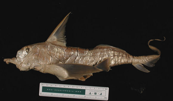 Nueva especie de quimera fósil de la Antártica | Museo Nacional de Historia Natural Nueva especie de quimera fósil de la Antártica | Museo Nacional de Historia Natural