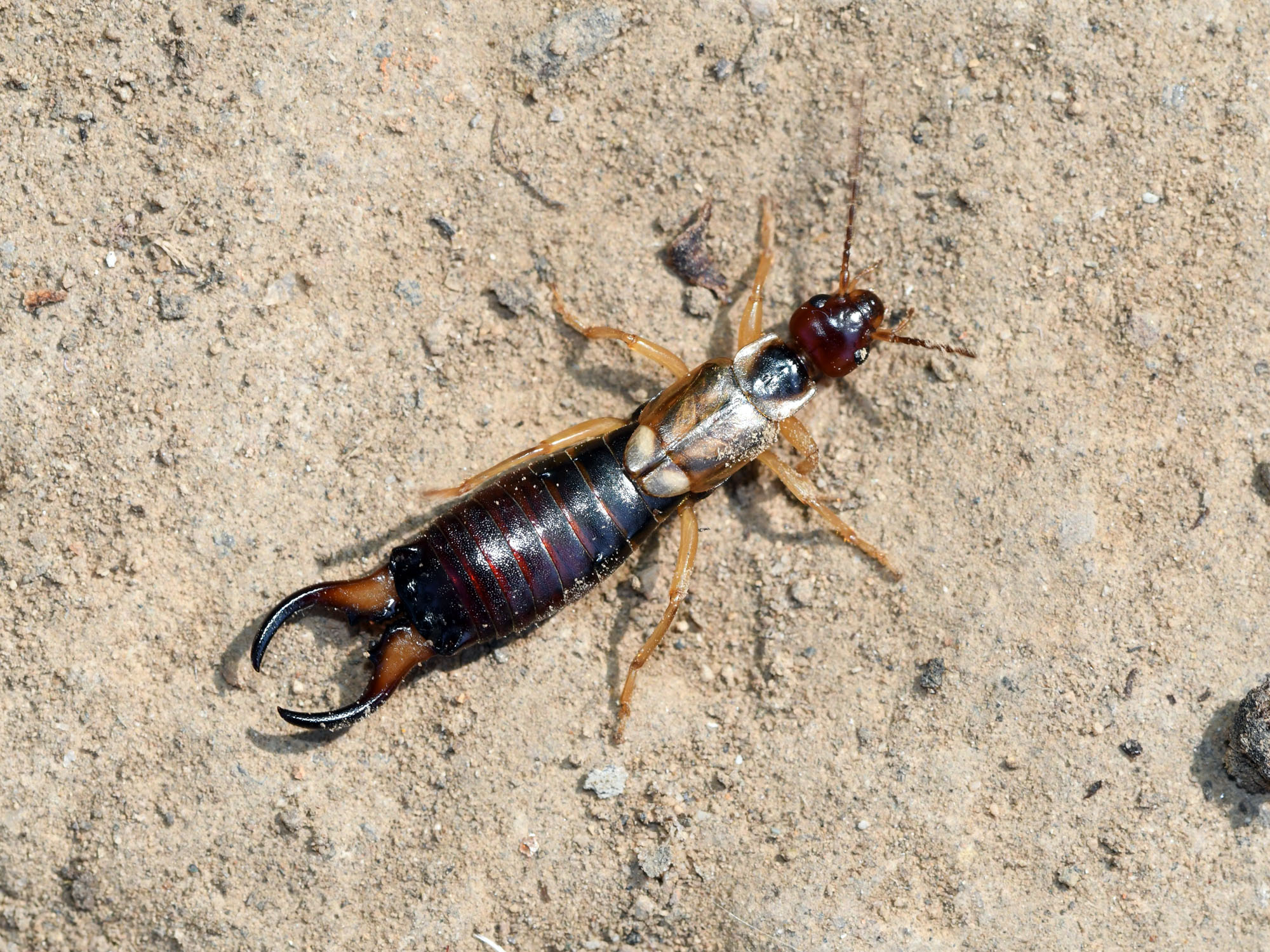 La tijereta europea, un exitoso insecto invasor | Museo Nacional de ...