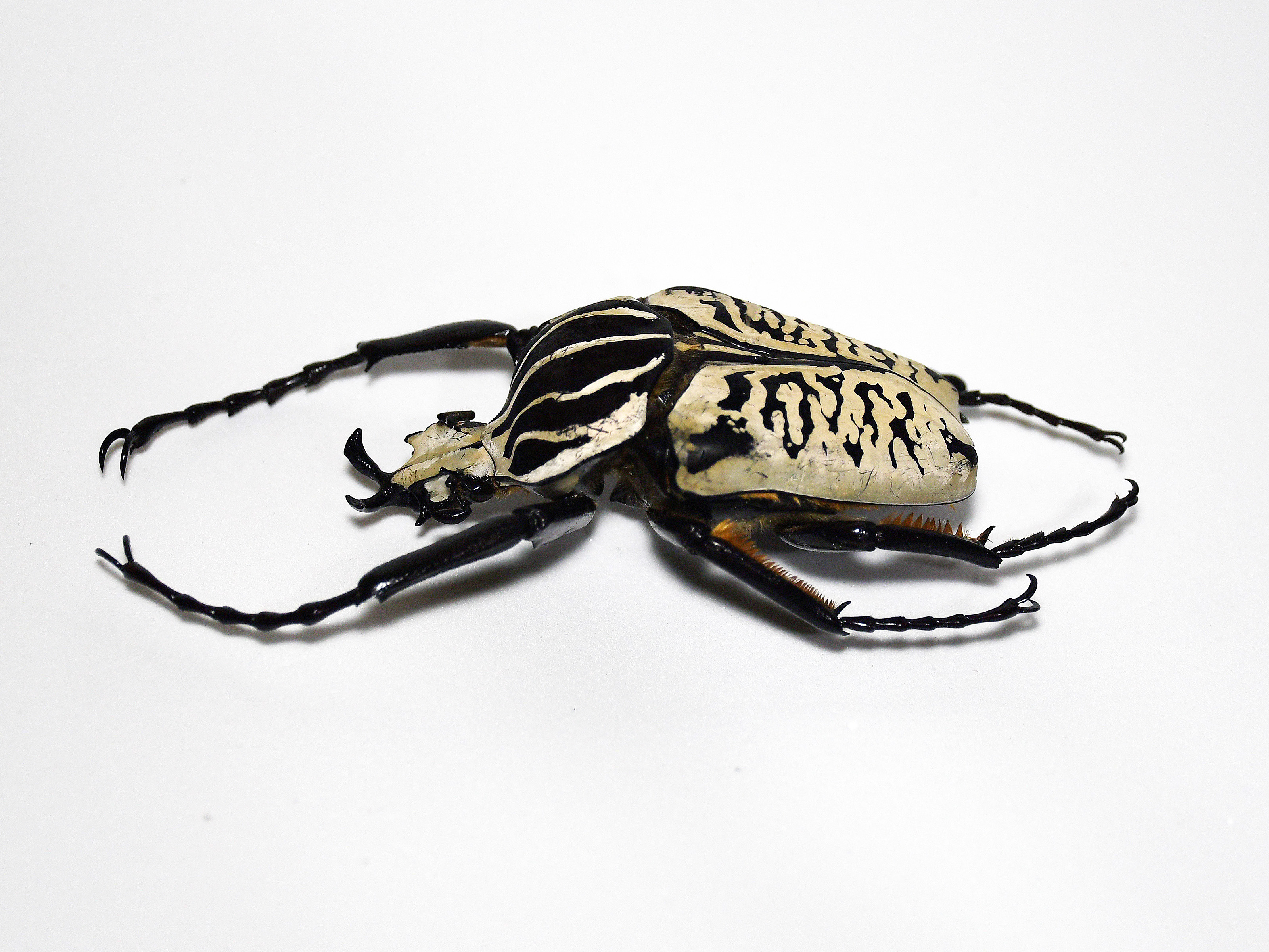 Coleópteros colosales I: los escarabajos Goliat | Museo Nacional de ...