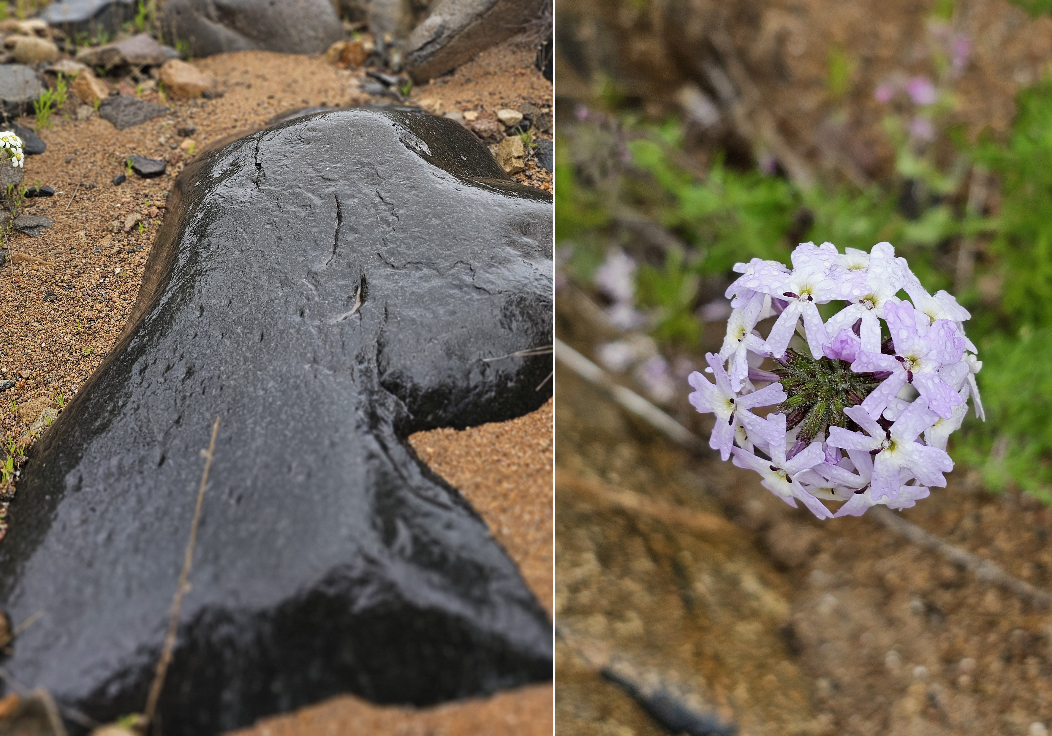 Humedad en el desierto
