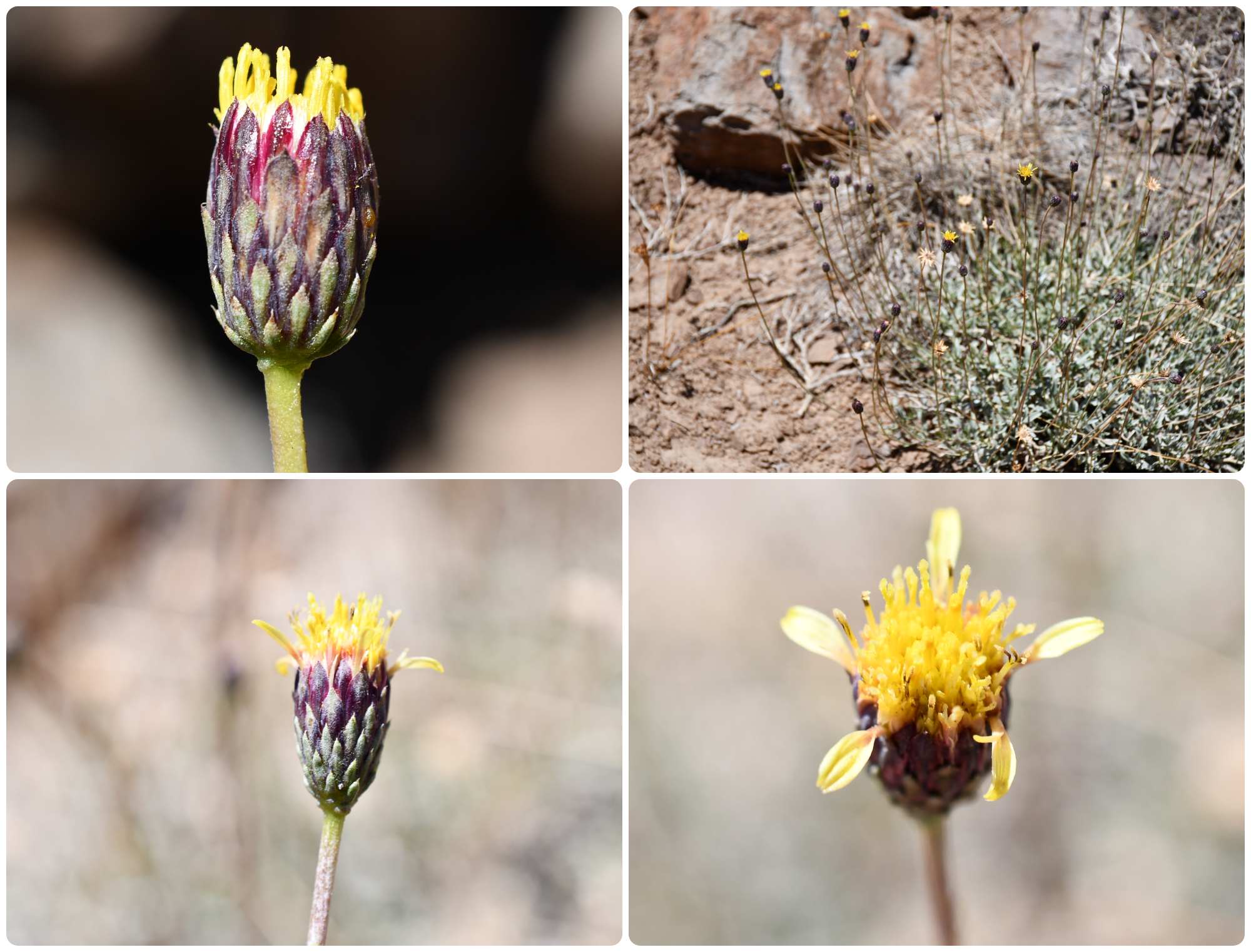 Haplopappus teillieri