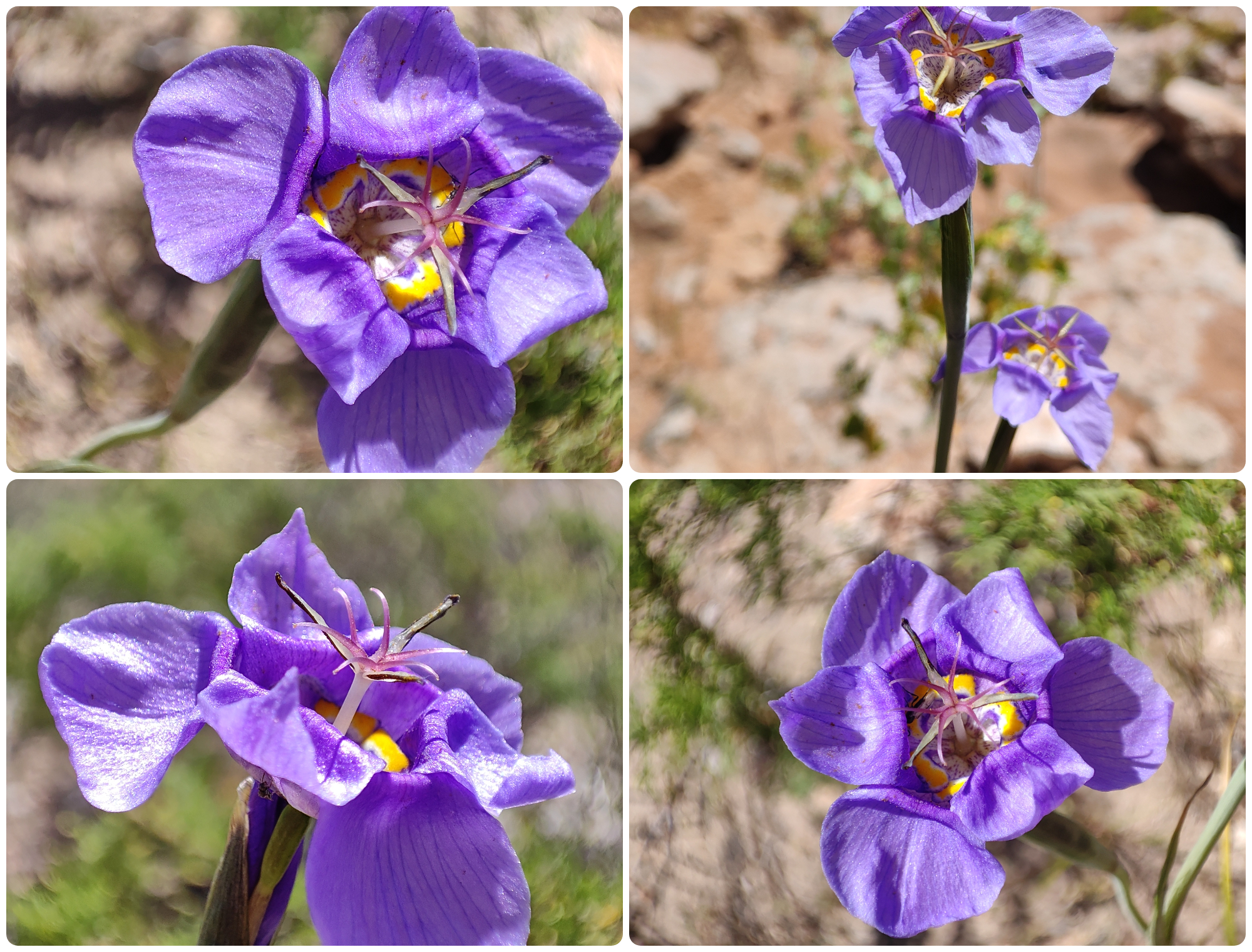 Tigridia riedemanniae. (Autora de las fotos Vanezza Morales).