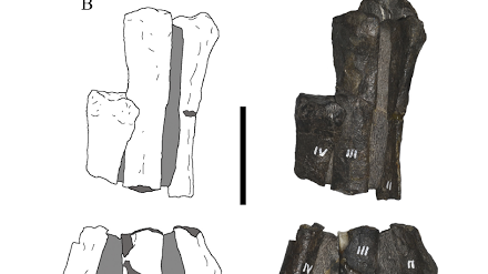 Pata derecha de Morrosaurus mostrando el metatarso IV estrecho.