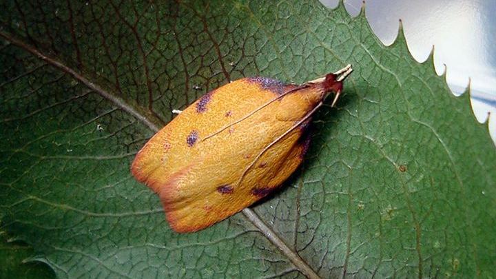 Polilla Oecophoridae (Altiura maculata)