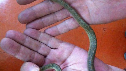 Imagen de la serpiente