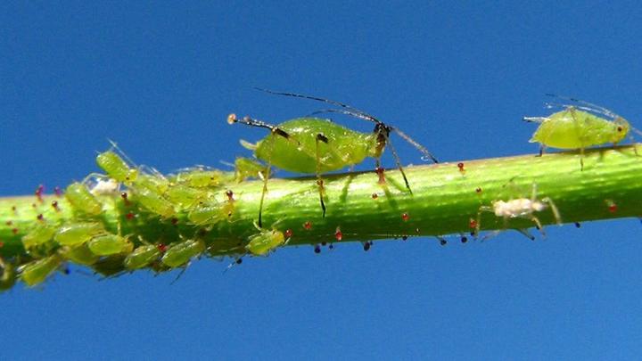 Insectos
