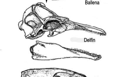 Comparacion craneal