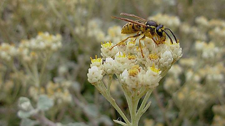 Vespula germanica en Lo Gallardo (©Andrea Ugarte)