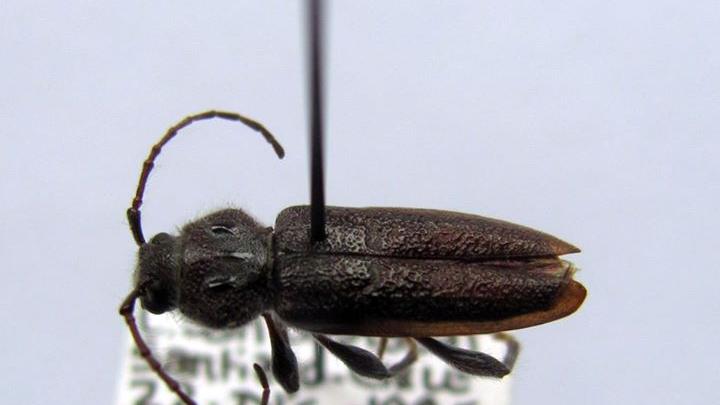 Hylotrupes bajulus, ejemplar macho.