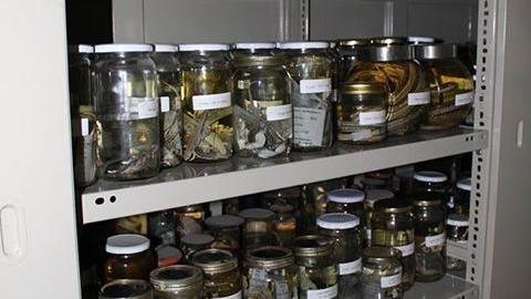 Depósito de Zoología de Vertebrados