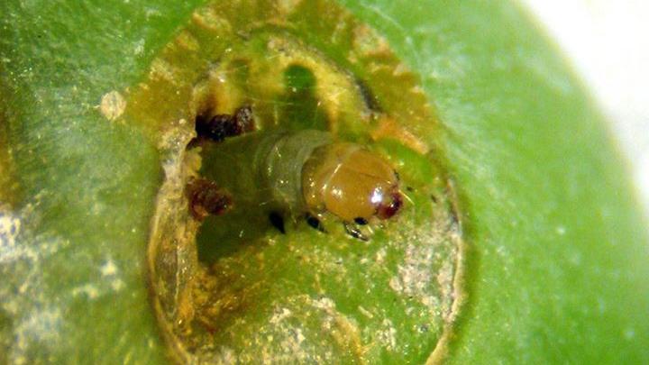 Larva de Lobesia botrana en baya de uva