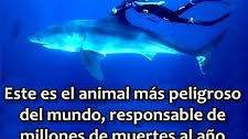 Tiburones