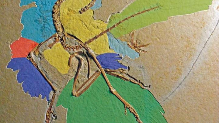 Imagen de Archaeopteryx