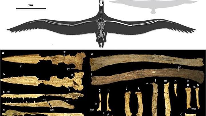 Reconstrucción silueta de Pelagornis sandersi