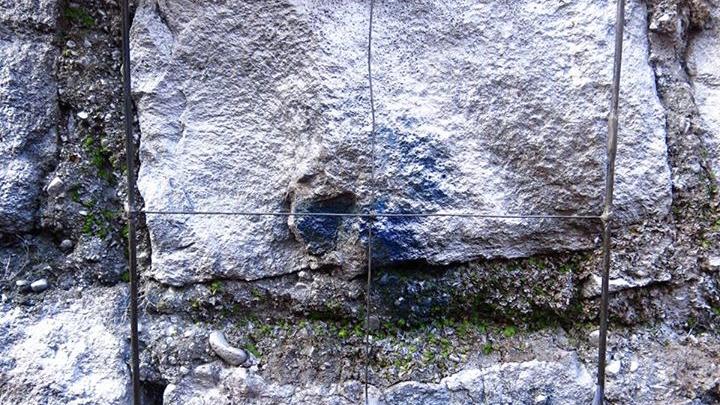 Hepáticas talosas en Invernadero del Parque