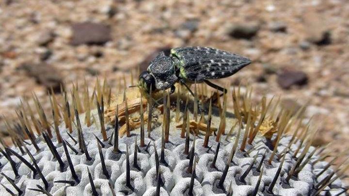 Ectinogonia darwini sobre cactus Copiapoa