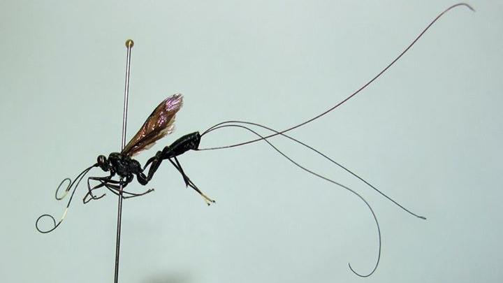 Dotocryptus bellicosus.