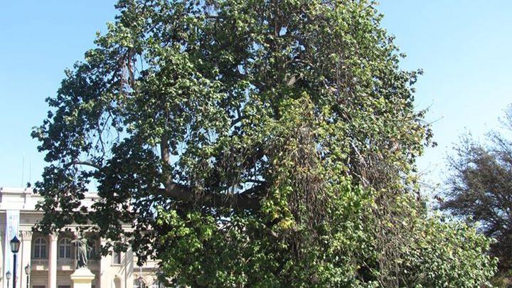 Ejemplar de Brachychiton discolor F. J. Muell.