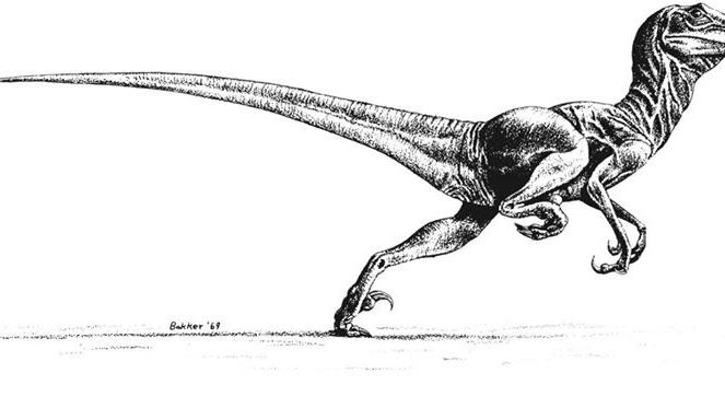 Velocirraptor