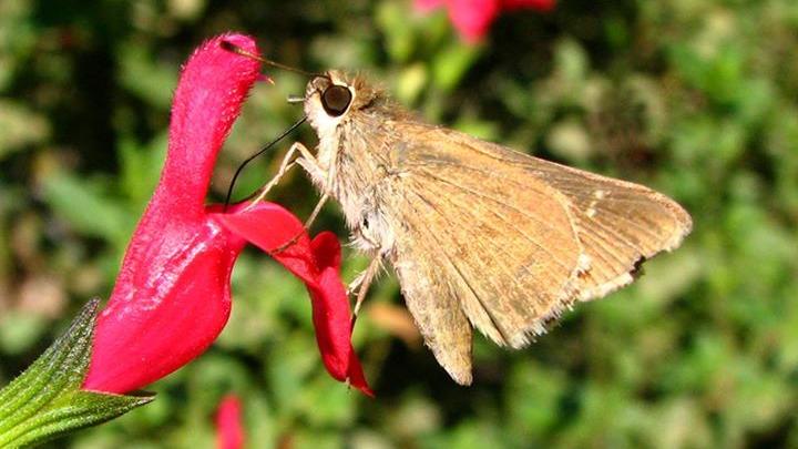 Hesperiidae