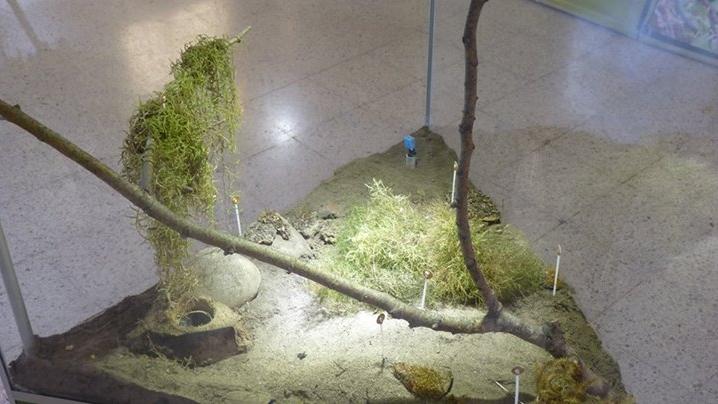 Detalle del Briofitario del MNHN