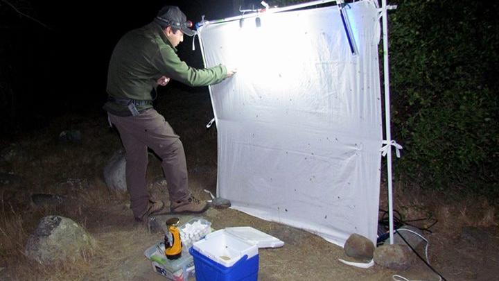 Colectando insectos en Parque Nacional La Campana