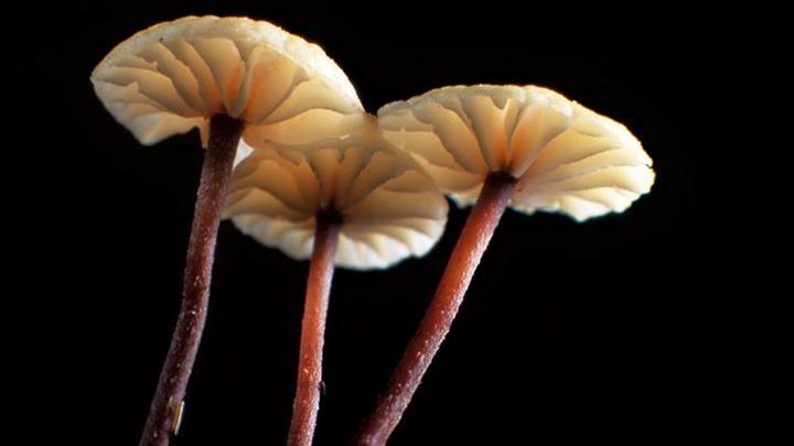 Marasmius ramealis.