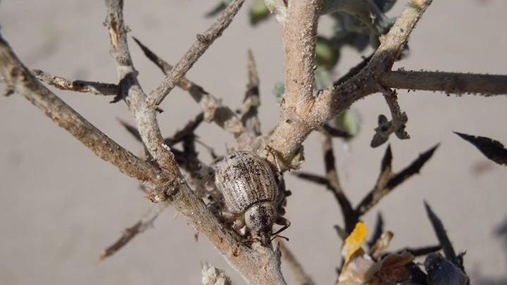 Geosphaeropterus pegnai Elgueta, 2013.