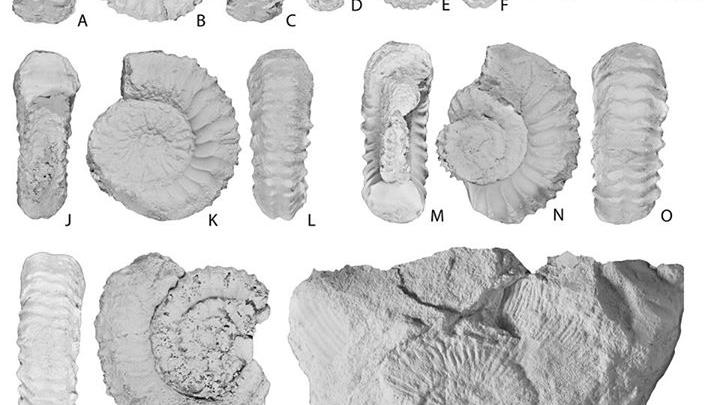 Corongoceras evolutum, especie endémica de Chile. R, Substeueroceras koeneni, fósil gua del Berriasiano. Corongoceras evolutum, especie endémica de Chile. R, Substeueroceras koeneni, fósil gua del Berriasiano.