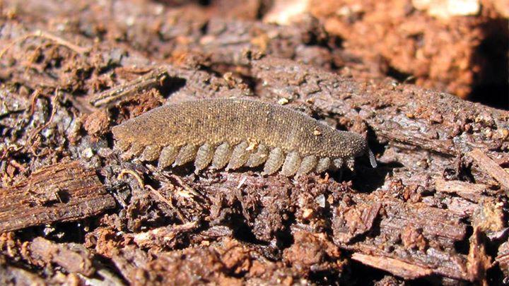 Ejemplar de Paropisthopatus sp. (Provincia Cardenal Caro, recolecta y foto del autor)