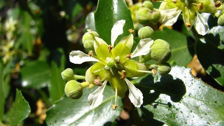 Néctar de la flor del quillay (Foto: Gloria Rojas). Néctar de la flor del quillay (Foto: Gloria Rojas).