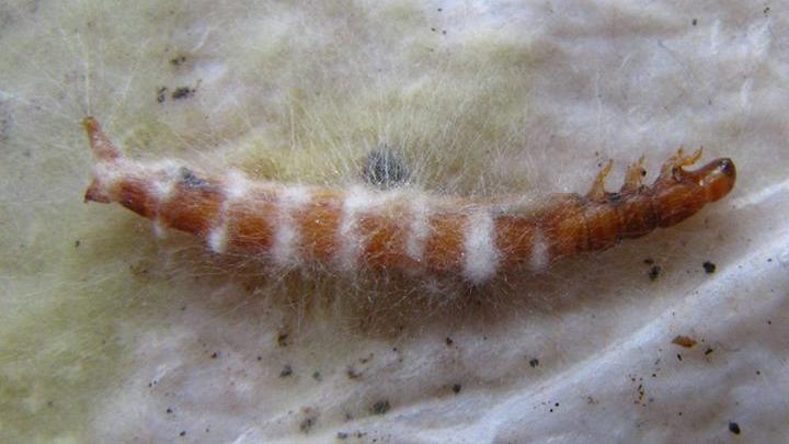 Larva de escarabajo de la harina muerta por HEP.