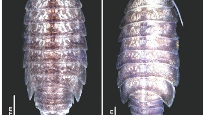 Paratipos hembra de las nuevas especies Styloniscus manuvaka (A) y Hawaiioscia rapui (B).