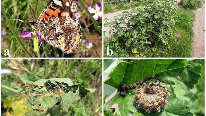 Vanessa carye (Hübner). (a) Adulto, (b) Malva sp. su planta hospedera, (c) habitáculo de la larva en hoja de malva, (d) larva.