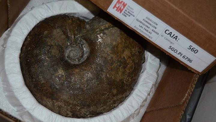 Detalle de un amonite de 25 cm embalado bajo los nuevos estándares de conservación. Detalle de un amonite de 25 cm embalado bajo los nuevos estándares de conservación.