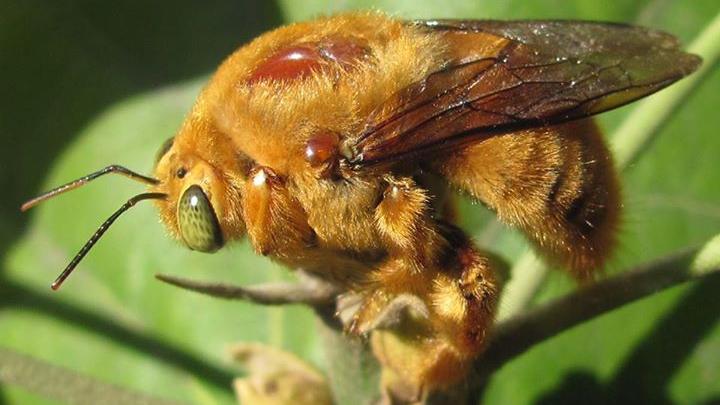 Xylocopa augusti macho